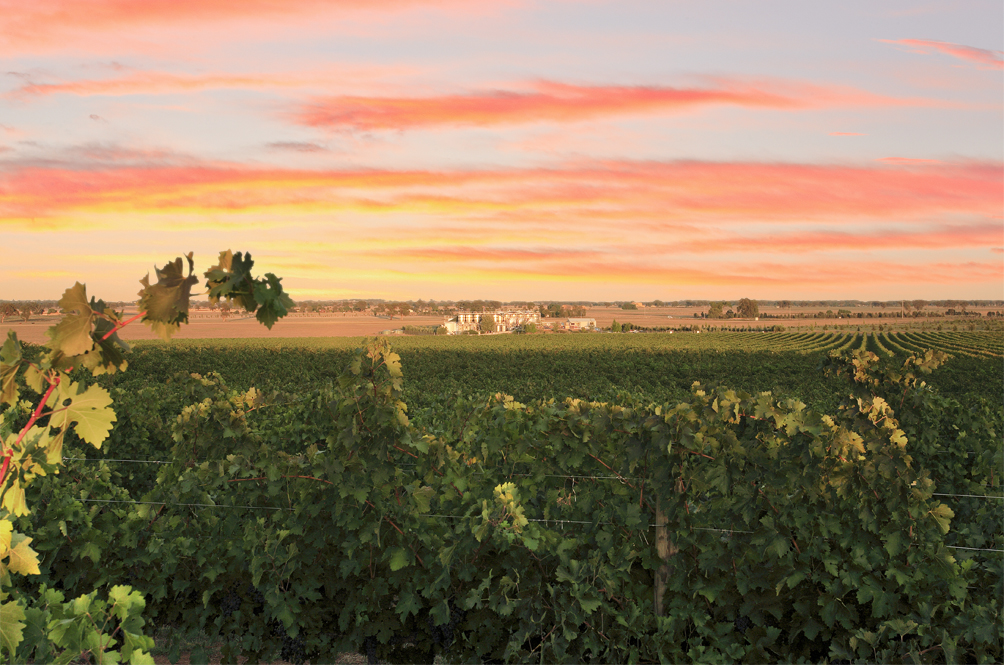 Rutherglen Estates vineyard